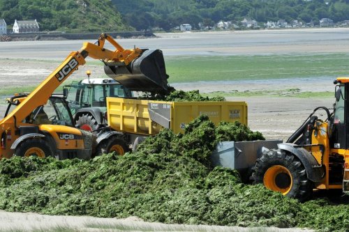 CARTE. Où sont les nouveaux capteurs d'émanations d'algues vertes sur les plages ?