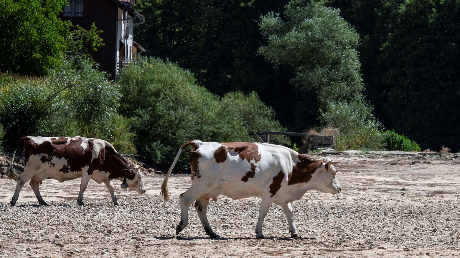 Moins de goût, d’odeur, de couleur… Le réchauffement climatique altère la qualité des fromages, selon une étude française
