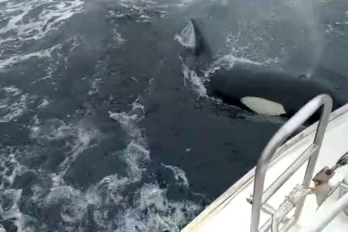 Les images rares d'une orque qui bouscule un voilier dans le golfe de Gascogne : une première dans les eaux françaises