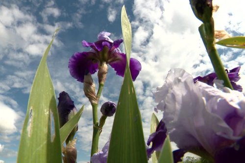"Une variété de couleurs très étendue", les Iris de ce jardinier font courir les foules