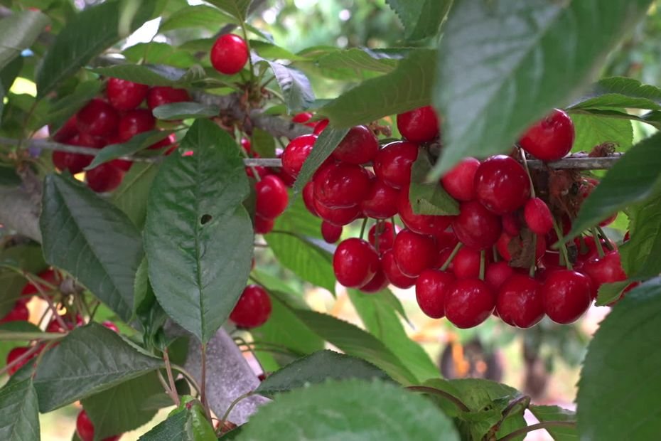 « Plus précoce, la cerise cultivée sous abri résiste à la concurrence espagnole » : sa récolte a commencé