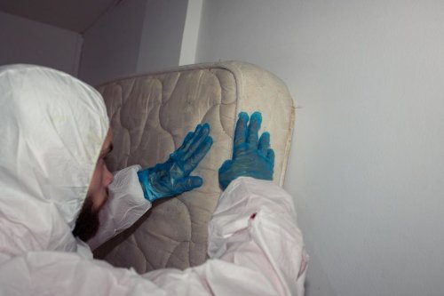 Punaises de lit : une invasion découverte dans un internat
