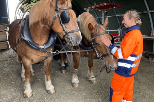 "C'est de l'esclavagisme". Les chevaux de trait d'une commune bretonne dans le viseur d'une pétition antispéciste