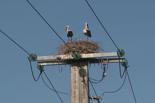 Cessieu : des cigognes font leur nid sur un poteau électrique, Enedis installe des protections pour éviter qu’elles se brûlent