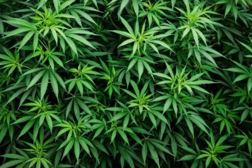 Sint Maarten : Le cannabis y sera t-il autorisé ?