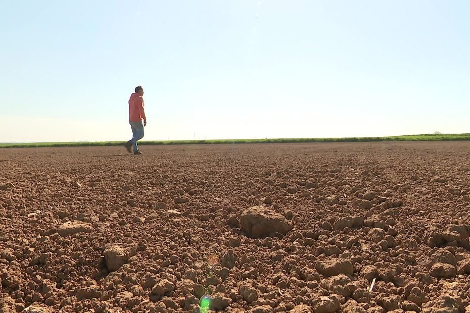 « Il n’y a même pas d’humidité dans l’air » : les cultures des agriculteurs menacées par l’absence de pluie