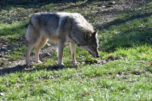 VIDÉO. Si vous croisez un loup dans votre jardin, comment réagir ?