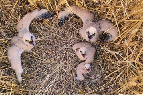 Vol de bébés busards, espèce protégée, dans des champs : "il n'y a plus de respect pour rien"