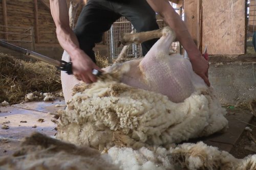 Que faire de la laine des moutons si peu valorisée ? Ces agriculteurs veulent faire bouger l’Europe