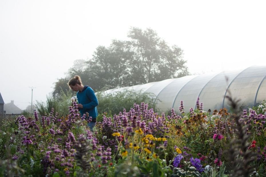 La rose n’a qu’à bien se tenir : les fleurs des champs cultivées localement s’imposent dans les bouquets