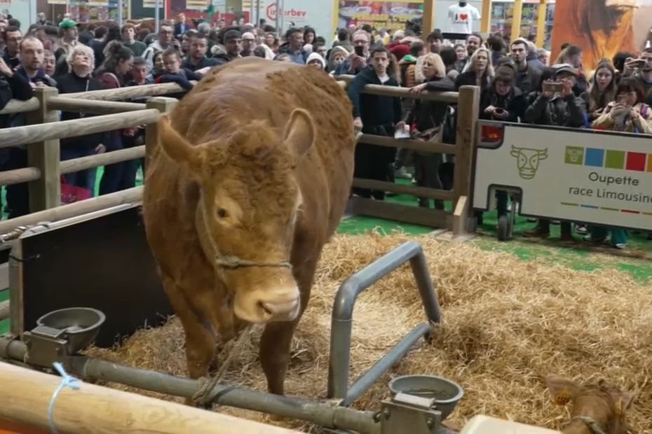 VIDÉO. Salon de l’agriculture 2025. « On a l’habitude de faire la queue pour voir les vaches », un premier jour qui attire