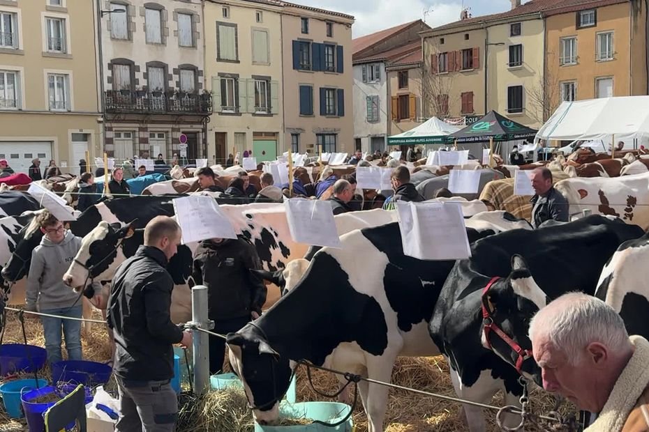 “On est fiers d’exposer nos vaches” : après 12 ans d’absence, le grand retour du comice agricole de Brioude en Haute-Loire