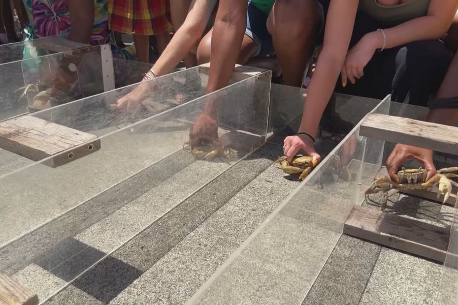 Fête du Crabe de Morne-à-l'Eau : la course de crabe, une tradition respectée de tous