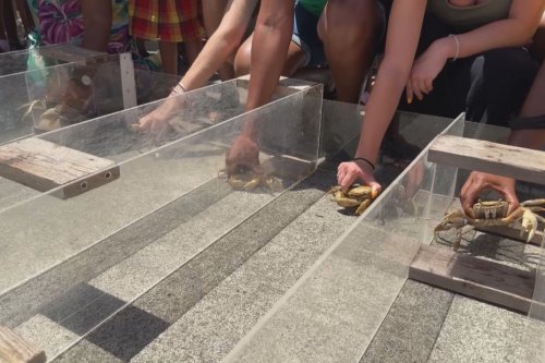 Fête du Crabe de Morne-à-l'Eau : la course de crabe, une tradition respectée de tous