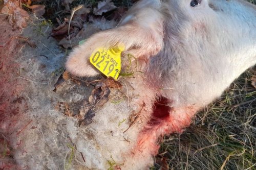 Huit brebis tuées à Féniers dans la Creuse, les éleveurs incriminent le loup