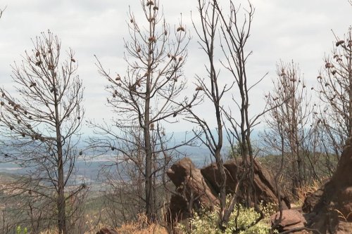 VIDEO. Massif des Maures : un an après, c'est l'heure du bilan, "la nature ne peut pas se régénérer avec la fréquence des incendies"