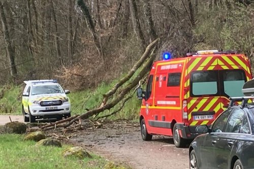 Vents violents : Un jeune homme de 19 ans est mort à cause de la chute d'un arbre dans les Vosges