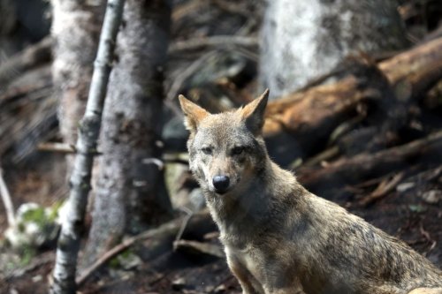 Nouvelle attaque de loup en Saône-et-Loire, 11 brebis tuées chez un éleveur