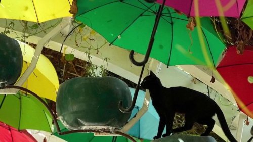 Photo Hebdo : selfie au Pérou, Parlement européen et chat noir au Qatar… une semaine d'actualité en images