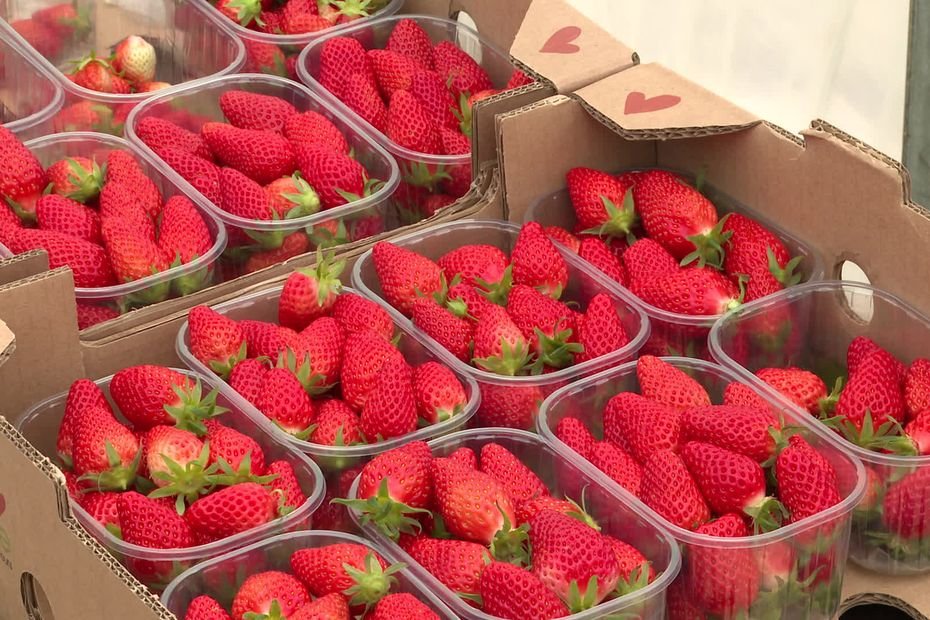 La fraise serait le fruit le plus traité : comment les producteurs français réduisent-ils les pesticides grâce à la recherche ?