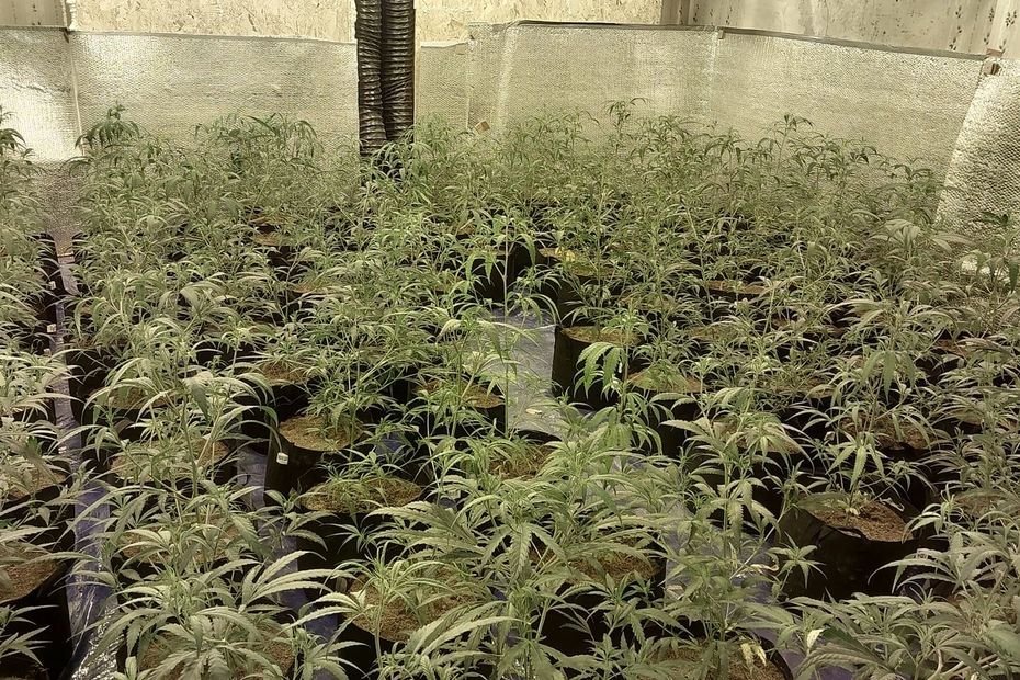 Usine clandestine de cannabis dans la Meuse : une saisie de plus de 600 pieds, deux hommes placés en détention provisoire