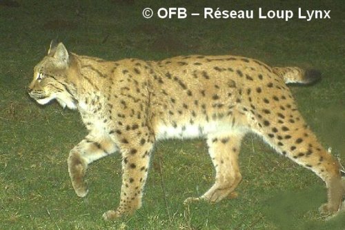 Pour la première fois, un lynx boréal est localisé à l'ouest de la Saône en Saône-et-Loire