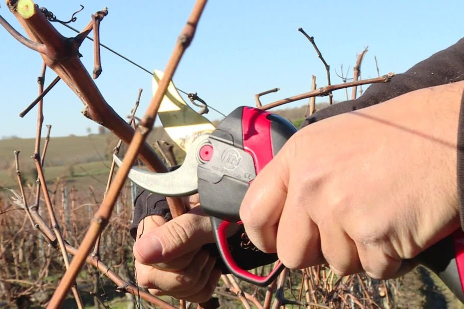40 ans après la création du premier sécateur électrique pour soulager les tendinites des viticulteurs, cette entreprise continue à innover