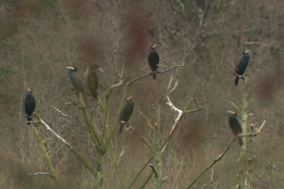 Le cormoran, oiseau de la discorde : gros consommateur de poisson, il divise pisciculteurs et associations de protection des oiseaux