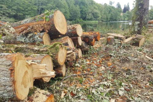 Dans l’Indre, les récentes coupes de forêts privées inquiètent élus et populations