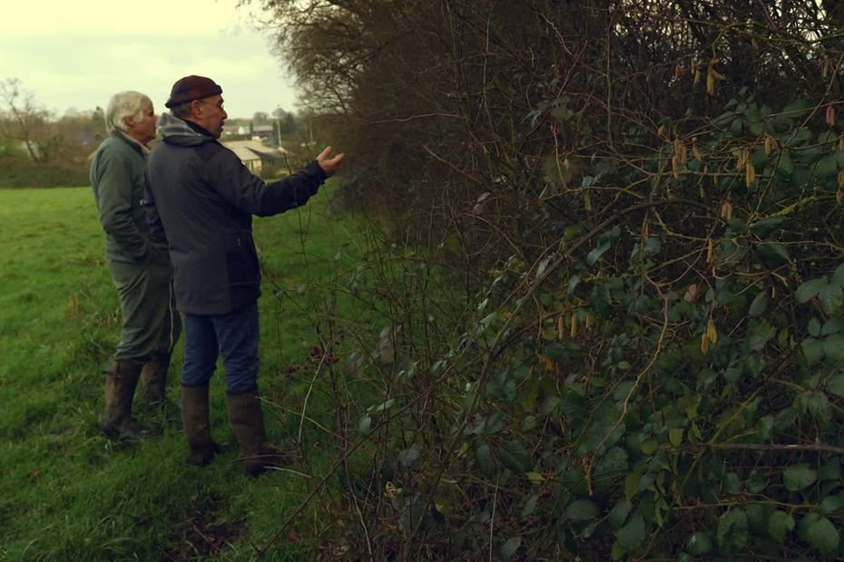 « Si rien n’est fait, il n’y aura plus de haies d’ici 2050 », le casse-tête des agriculteurs pour la gestion des haies bocagères