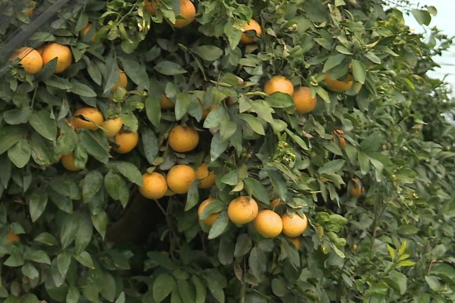 La récolte des pomelos, deuxième produit phare de l’agrumiculture corse, débute