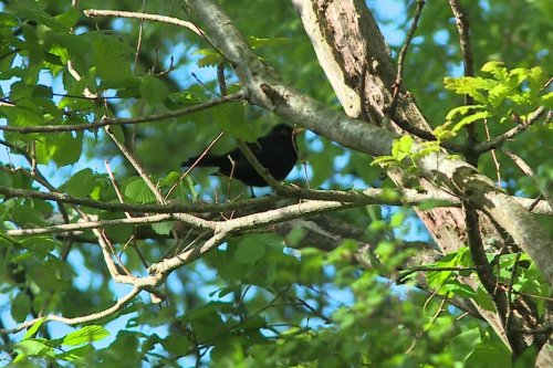 VIDÉO. Mésange, pinson des bois... Dans le Sundgau, une promenade pour reconnaître les chants d'oiseaux