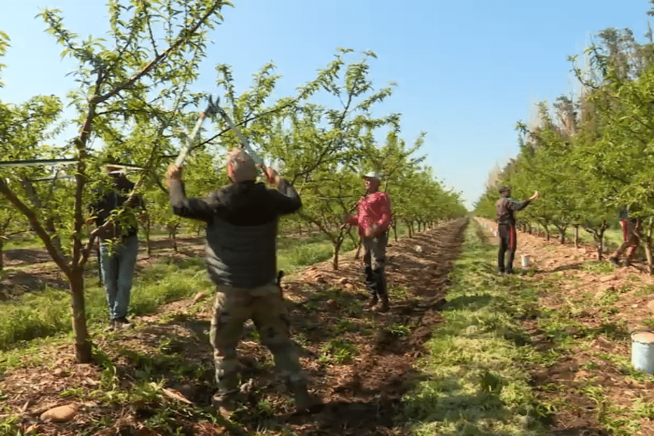 « On est agriculteurs, on n’est pas dans des bureaux toute la journée », la complexité d’embauche des travailleurs saisonniers étrangers