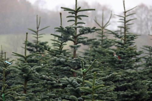 Fête de Noël : louer son sapin, c'est écologique et économique!