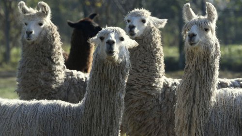 Covid-19 : les anticorps du lama efficaces contre les variants