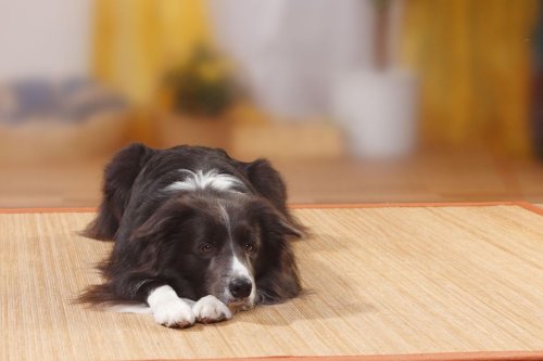 Elle se filme en train de frapper ses chiens et incite sa fille de trois ans à faire de même : "Je sais que c'est de la maltraitance, mais je m'en fous"