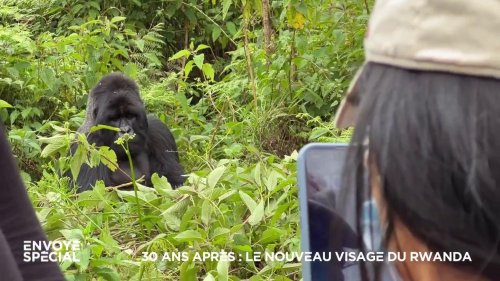 Vidéo Tourisme au Rwanda : chaque jour, quelques dizaines de touristes passent une heure avec les gorilles pour 1 500 dollars