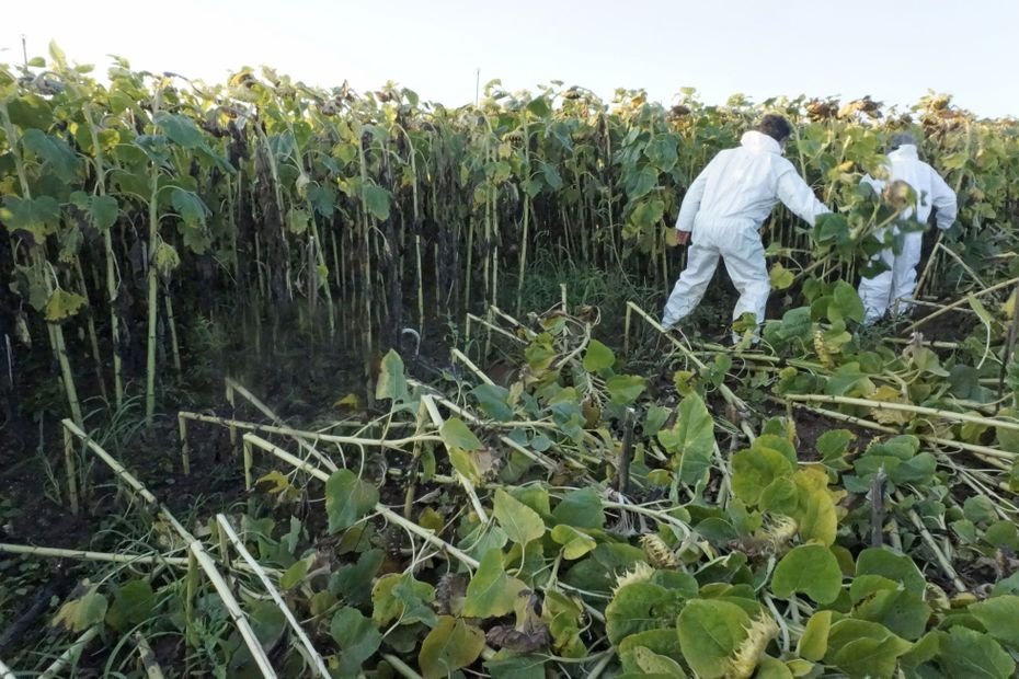 Trois faucheurs volontaires d’OGM rattrapés par la justice quatre ans après les faits