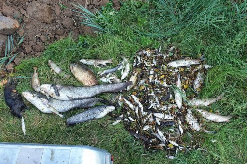 Bas-Rhin : une tonne de poissons morts repêchés dans la Zorn