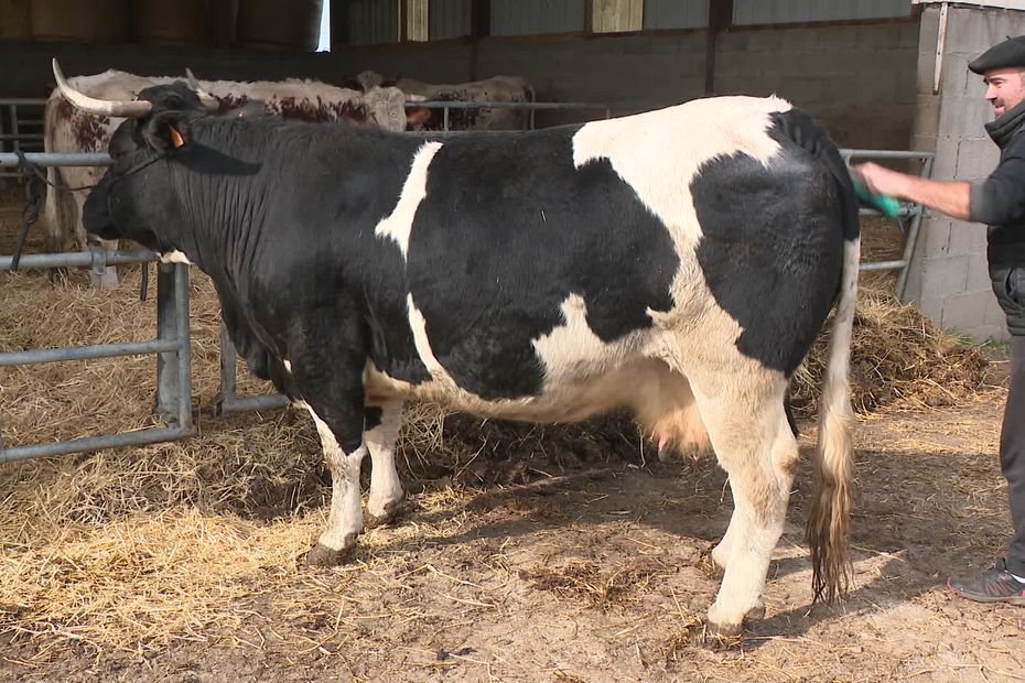 Robuste et trapue, la vache « Loire » représentera son département au salon de l’agriculture