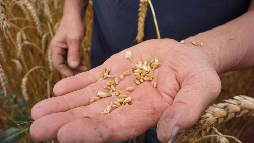 Vrai ou fake Les semences paysannes, dites plus résilientes face à la sécheresse, sont-elles vraiment interdites par la loi ?