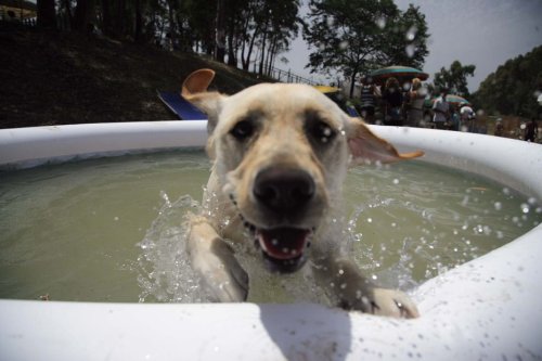 ANIMAUX. Quand réserver sa pension pour chiens cet été ?