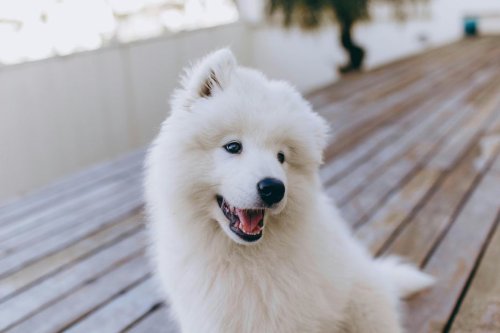"Aux yeux de la loi, un animal est un bagage" : la chienne Brookie meurt à l'aéroport, broyée dans sa cage par un tapis roulant