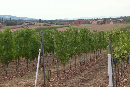 Face aux changements climatiques, des expérimentations dans les vignes du Beaujolais