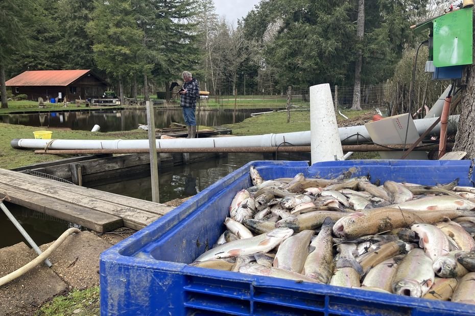 "C’est une catastrophe écologique !" Poissons morts et rivière dégradée, les dégâts sont importants après la pollution d'un cours d'eau près de Limoges