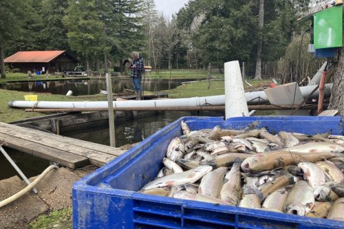 "C’est une catastrophe écologique !" Poissons morts et rivière dégradée, les dégâts sont importants après la pollution d'un cours d'eau près de Limoges