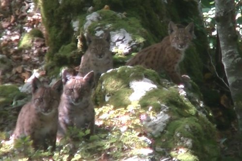 VIDEO. "Ils étaient à 2 mètres de moi !" Quatre bébés lynx filmés dans une forêt du Doubs