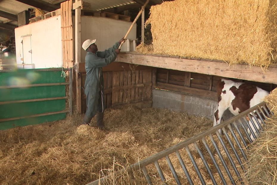 « Il faut quelqu’un pour traire mes vaches demain » : le soutien à un ouvrier agricole mauritanien sommé de quitter la France