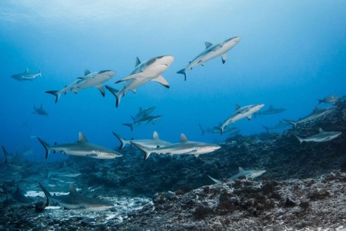 L’État de Hawaii est devenu un sanctuaire pour les requins - Polynésie la 1ère