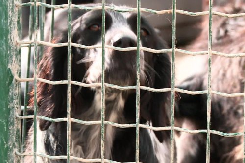 “Des euthanasies réalisées pour libérer de la place” : 3 députés visitent un refuge pour animaux accusé de maltraitance